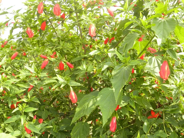 Kis Piros Színű Hibiscus Virágok Vagy Rose Mályvacukor Virágok — Stock Fotó