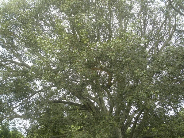 ビッグ フィカス宗教の木か聖なるいちじくの木 — ストック写真