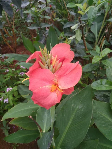 Couleur Rouge Canna Fleur Lis Dans Jardin — Photo
