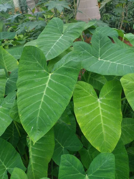 Nagy Zöld Színű Levelek Kék Taro Vagy Lila Taro Növény — Stock Fotó