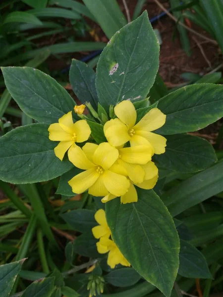 Amarelo Cor Bermuda Buttercup Oxalis Pes Caprae Flores — Fotografia de Stock