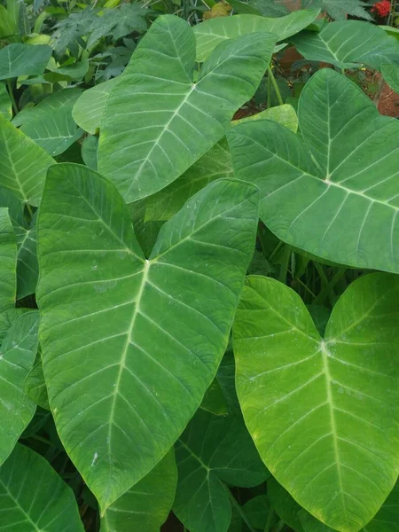 Grote Groene Kleur Bladeren Van Blauwe Taro Paarse Taro Plant — Stockfoto