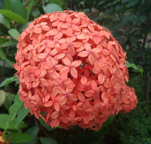 Ball Many Orange Color Ixora Coccinea Jungle Geranium Flowers — Stock Photo, Image
