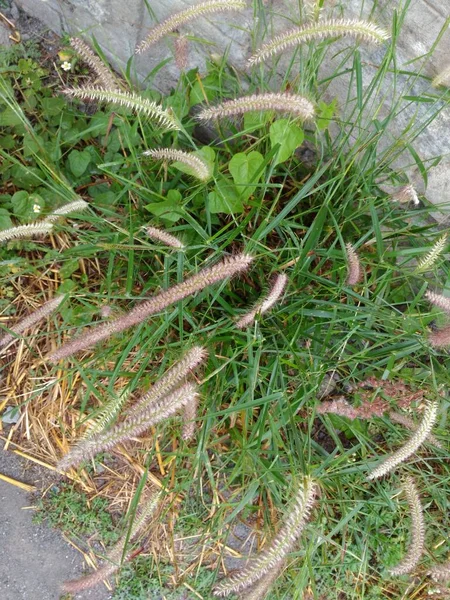 野生植物の間で成長している多くのクリムゾン噴水草やペニセテウムセタセウム草植物 — ストック写真