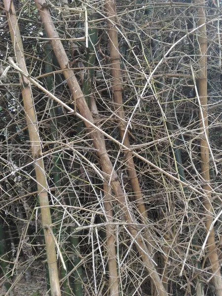 Сухі Бамбукові Дерева Гілками Коричневого Кольору — стокове фото