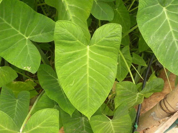 Big Green Color Leaf Xanthosoma Sagittifolium Arrow Leaf Elephant Ear — Stock Photo, Image