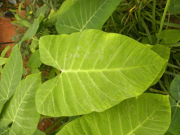 Xanthosoma Sagittifolium Veya Arrow Yaprağı Fili Kulak Bitkisinin Büyük Yeşil — Stok fotoğraf