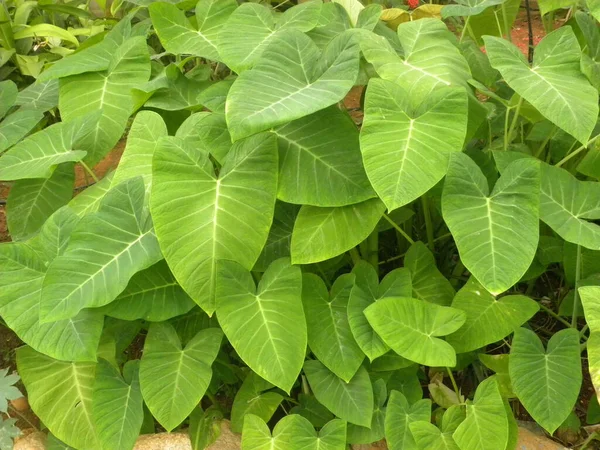 Big Green Color Leaves Xanthosoma Sagittifolium Arrow Leaf Elephant Ear — Stock Photo, Image