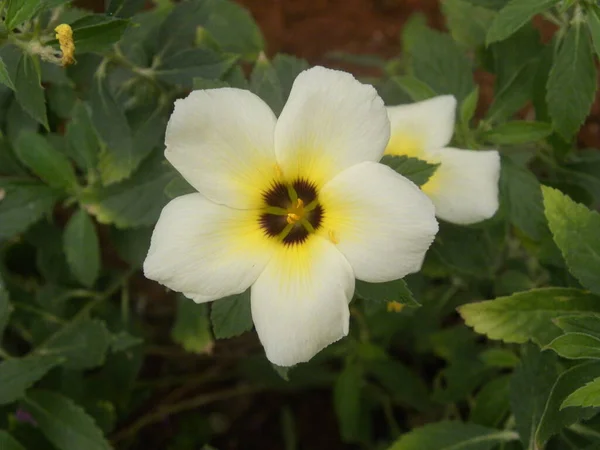 Couleur Blanche Turnera Subulata Fleur Buttercup Blanc Avec Centre Jaune — Photo