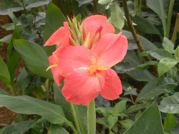 Color Rojo Canna Flor Lirio Jardín — Foto de Stock