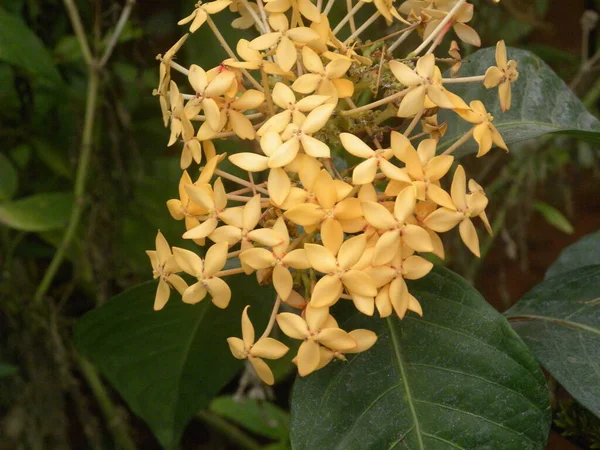 Cor Amarela Ixora Coccinea Flores — Fotografia de Stock