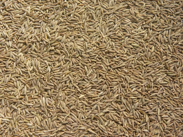 Brown Color Dry Cumin Seeds — Stock Photo, Image