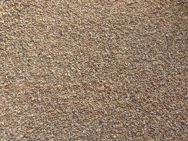 Brown color raw Ajwain Carom seeds