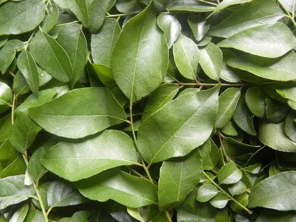 Green Color Curry Leaves Sweet Neem Leaves — Stock Photo, Image