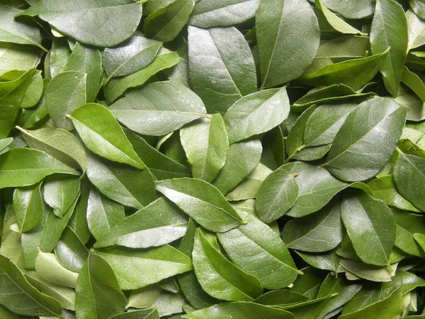 Yeşil köri yaprakları veya tatlı neem yaprakları