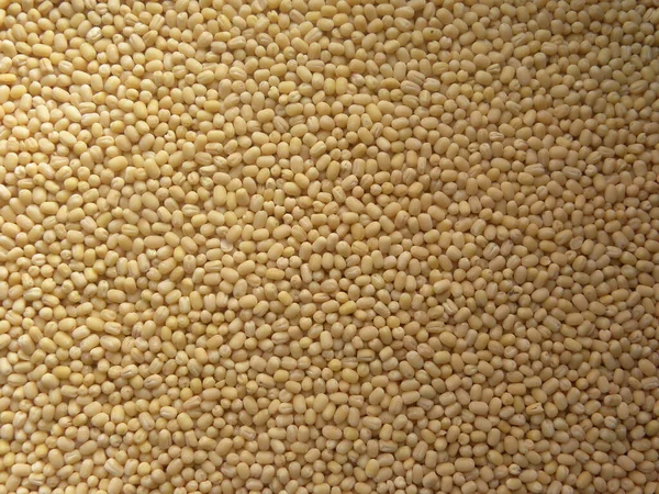 黄白色全生皮维吉纳芒果乌拉德扁豆 — 图库照片