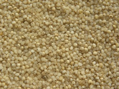 Gri beyaz renk, Hindistan ahır darı ya da Echinochloa frumentacea.