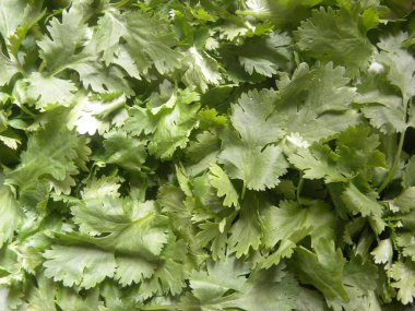 Yeşil taze Cilantro yaprakları