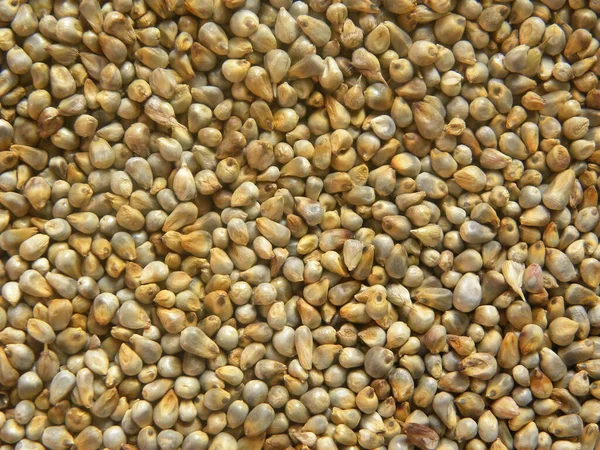 Amarelo Marrom Cru Inteiro Milho Pérola Cereal Bajra — Fotografia de Stock