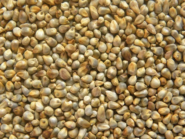 Mijo Perla Crudo Marrón Amarillento Cereal Bajra — Foto de Stock