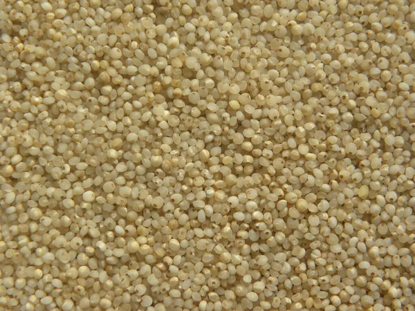 Millet Basse Cour Indien Brut Couleur Blanche Grisâtre Echinochloa Frumentacea — Photo