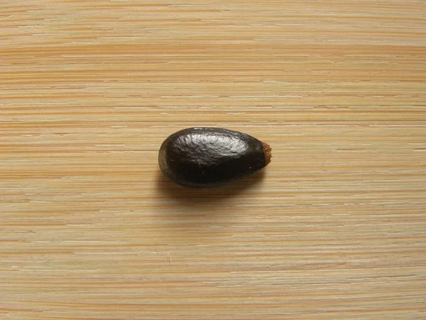 Black Color Dry Seed Sugar Apple Sweetsop Fruit — Stock Photo, Image