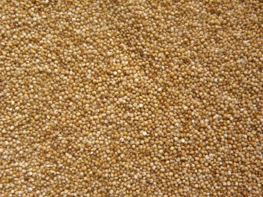 Kahverengi bütün ham küçük darı