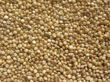 Sarımsı beyaz renkte bütün Sorghum darı ya da Jowar