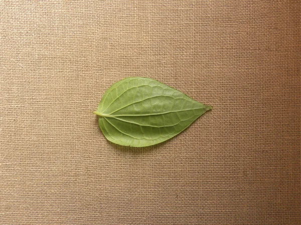 Color Verde Hoja Entera Betel Cruda — Foto de Stock