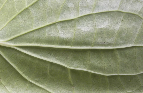 緑の色全体の生ベテルの葉の詳細 — ストック写真