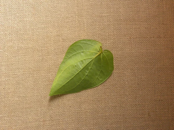 Yeşil Çiğ Betel Yaprağı — Stok fotoğraf