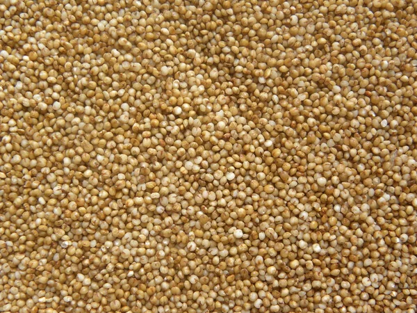 Brown Color Whole Raw Little Millet — Stock Photo, Image