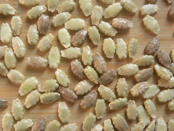 Białe Jasnoróżowe Nasiona Dyni Wąż Lub Trichosanthes Ogórka — Zdjęcie stockowe