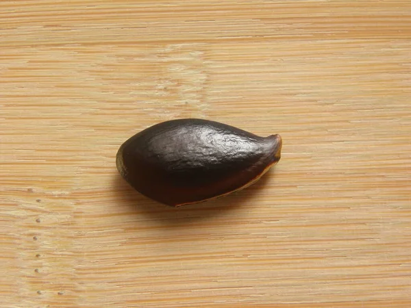 Graine Sapodilla Manilkara Zapota Couleur Noire — Photo