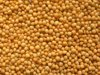 Sarı renk kuru hardal tohumları