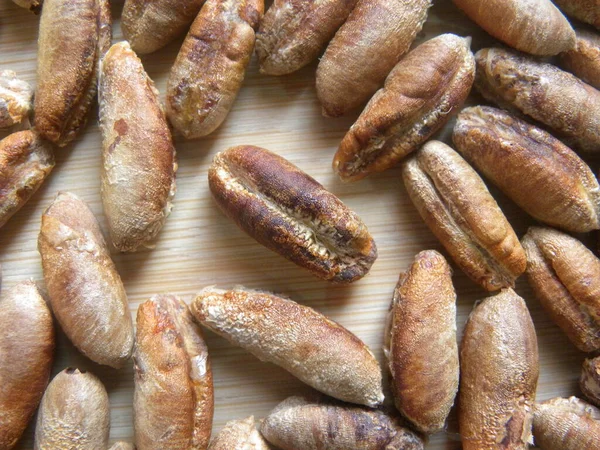 Hurma ağacının kahverengi, çiğ tohumu