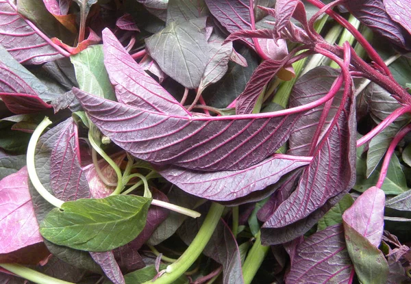 Red color raw fresh Amaranth leaves