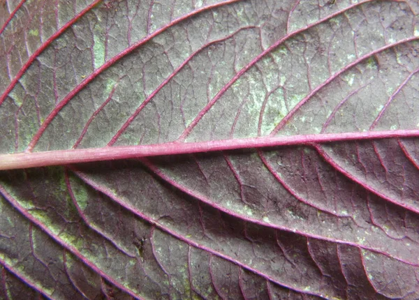 Detalhe Cor Vermelha Folha Amaranth Fresca Crua — Fotografia de Stock