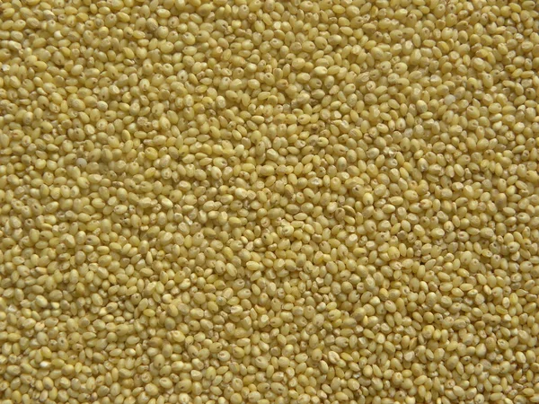 Yellow Raw Whole Proso Millet Panicum Miliaceum — Stock Photo, Image