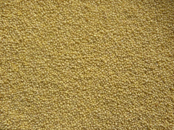 Yellow Raw Whole Proso Millet Panicum Miliaceum — Stock Photo, Image