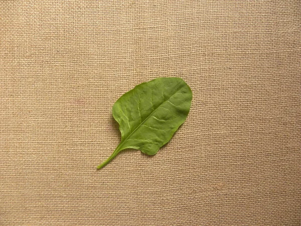 Зеленый Цвет Листьев Шпината — стоковое фото