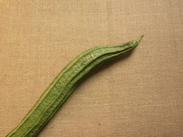 Cor Verde Cabaça Cumeeira Inteira Crua Luffa Acutangula — Fotografia de Stock