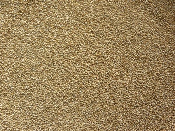 米色原生的整个昆诺阿种子 — 图库照片