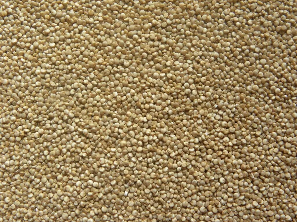 Beige Color Raw Whole Quinoa Seeds — Stock Photo, Image