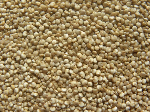 Beige Color Raw Whole Quinoa Seeds — Stock Photo, Image