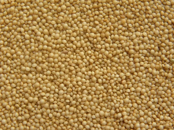 Beige Color Raw Whole Amaranthus Seeds — Stock Photo, Image