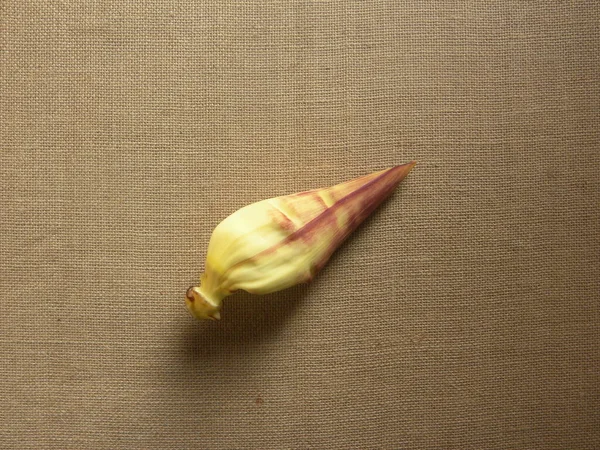 Жовтий Червоний Колір Сирий Бананова Квітка — стокове фото