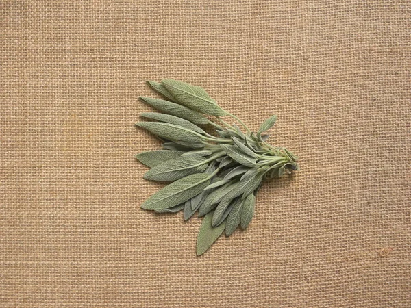 Grayish Grön Färsk Kulinariska Salvia Blad — Stockfoto