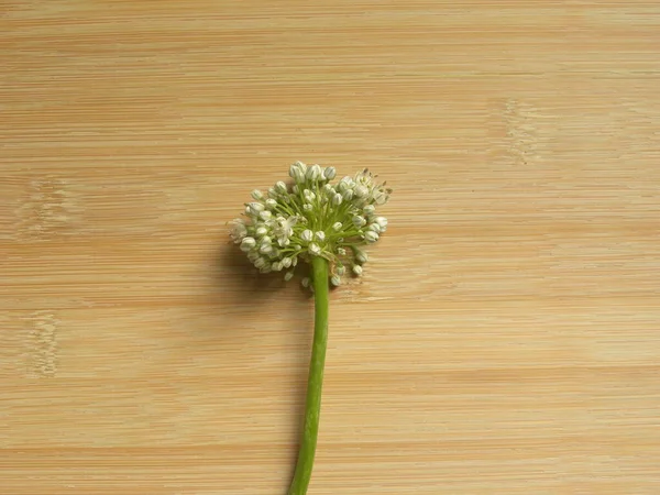生鲜洋葱花蔬菜 — 图库照片