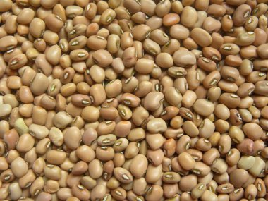Bej rengi, çiğ, kuru Cowpea baklası.